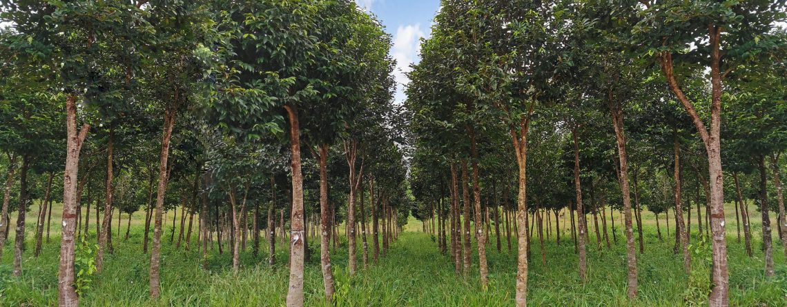 Malaysia’s Sustainable Agarwood Plantations