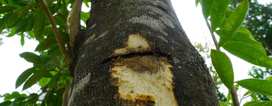 Agarwood is formed from wounds on the Aquilaria tree