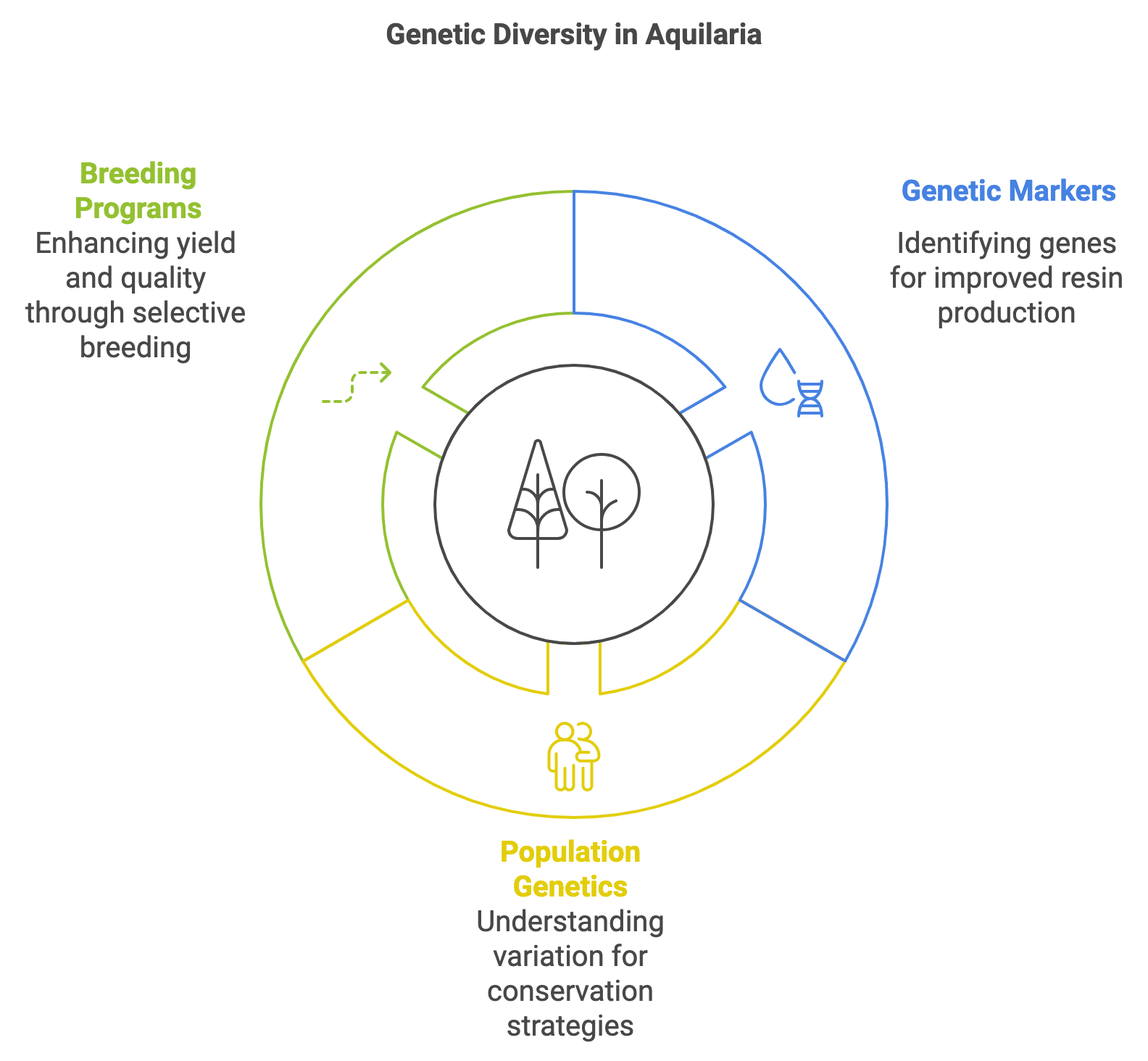 Genetic Diversity in Aquilaria
