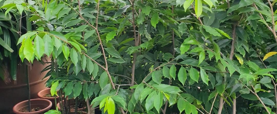 Aquilaria malaccensis