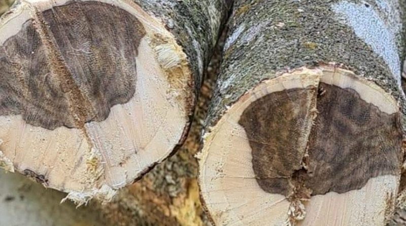 Agarwood used for bracelets is typically sourced from mature, long-aged trees, valued for their exceptional hardness and durability.