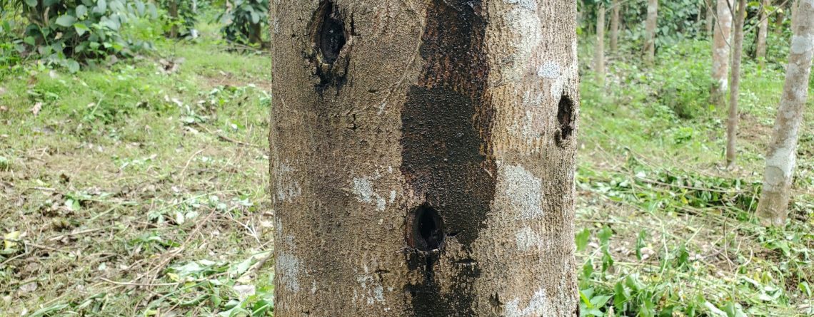 To produce artificial agarwood, people deliberately wound Aquilaria trees by drilling into the trunks and introducing fungi into the cuts, prompting the tree to form resin in response.