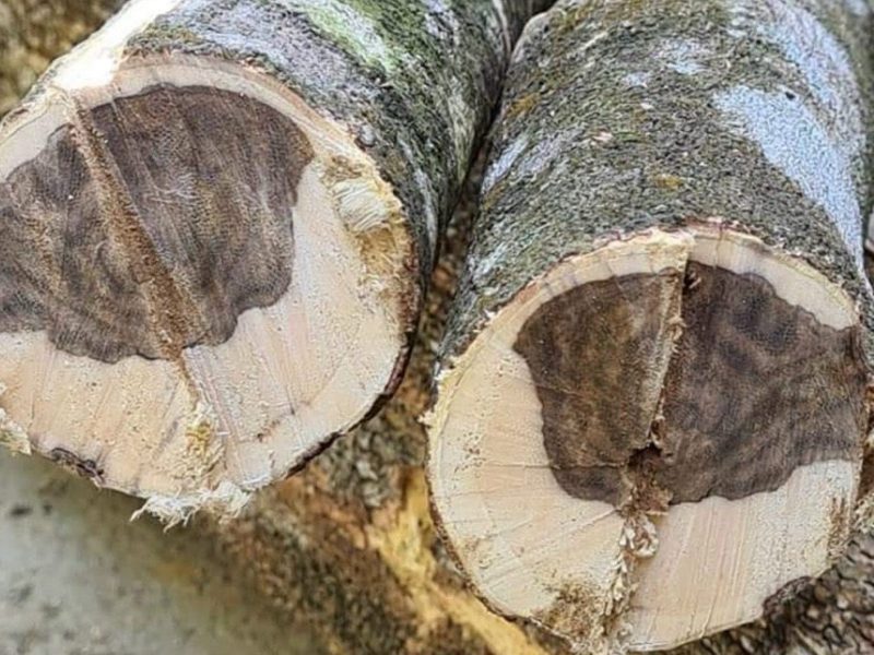 Agarwood used for bracelets is typically sourced from mature, long-aged trees, valued for their exceptional hardness and durability.