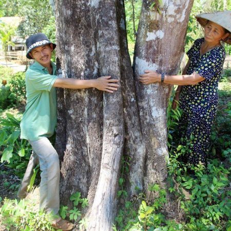 Aged Aquilaria trees can grow to an impressive diameter of over 1 meter.