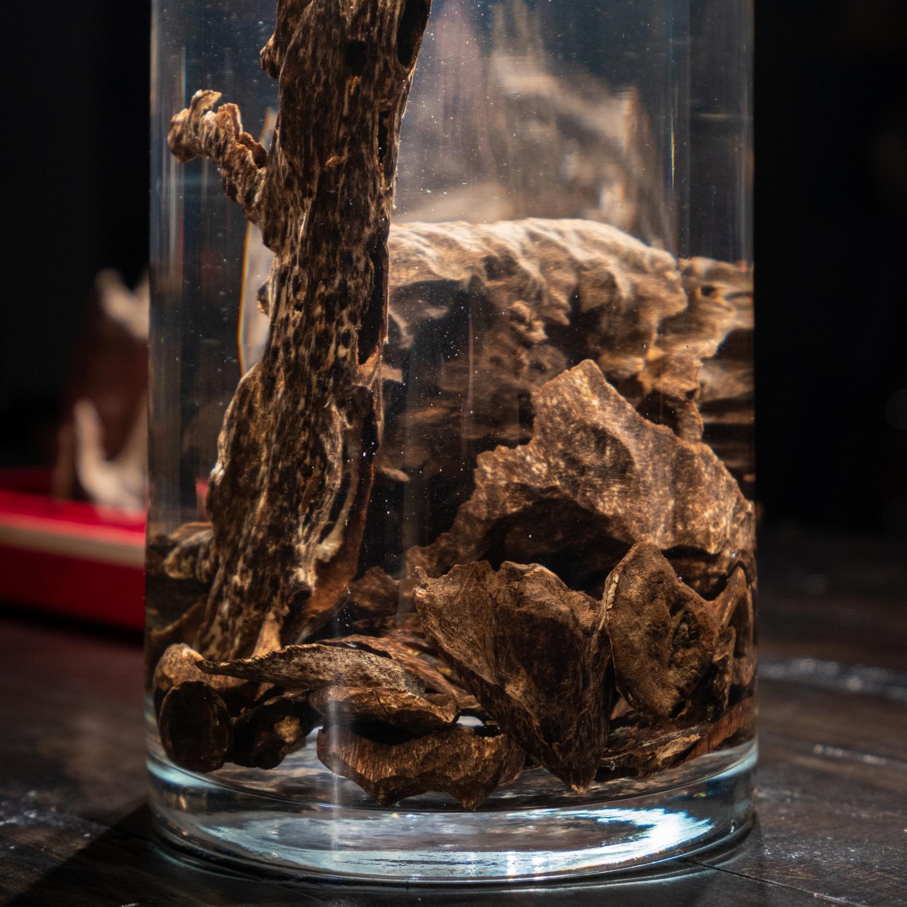 Sinking agarwood, valued for its high resin content and density, is considered the second most valuable type of agarwood after Ky Nam.