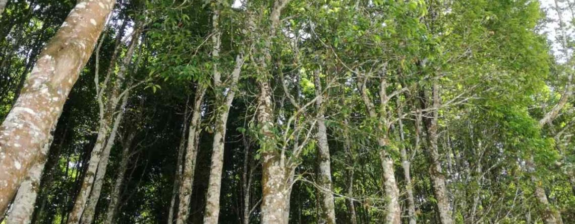 Agarwood's Tropical Range