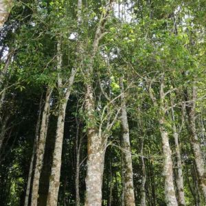 Agarwood's Tropical Range