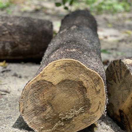 Agarwood is formed directly inside the Aquilaria tree.