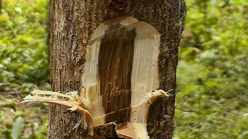 Agarwood used for bracelets is typically sourced from mature, long-aged trees, valued for their exceptional hardness and durability.