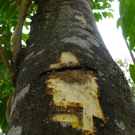 Agarwood is formed from wounds on the Aquilaria tree