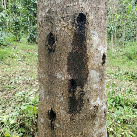 To produce artificial agarwood, people deliberately wound Aquilaria trees by drilling into the trunks and introducing fungi into the cuts, prompting the tree to form resin in response.