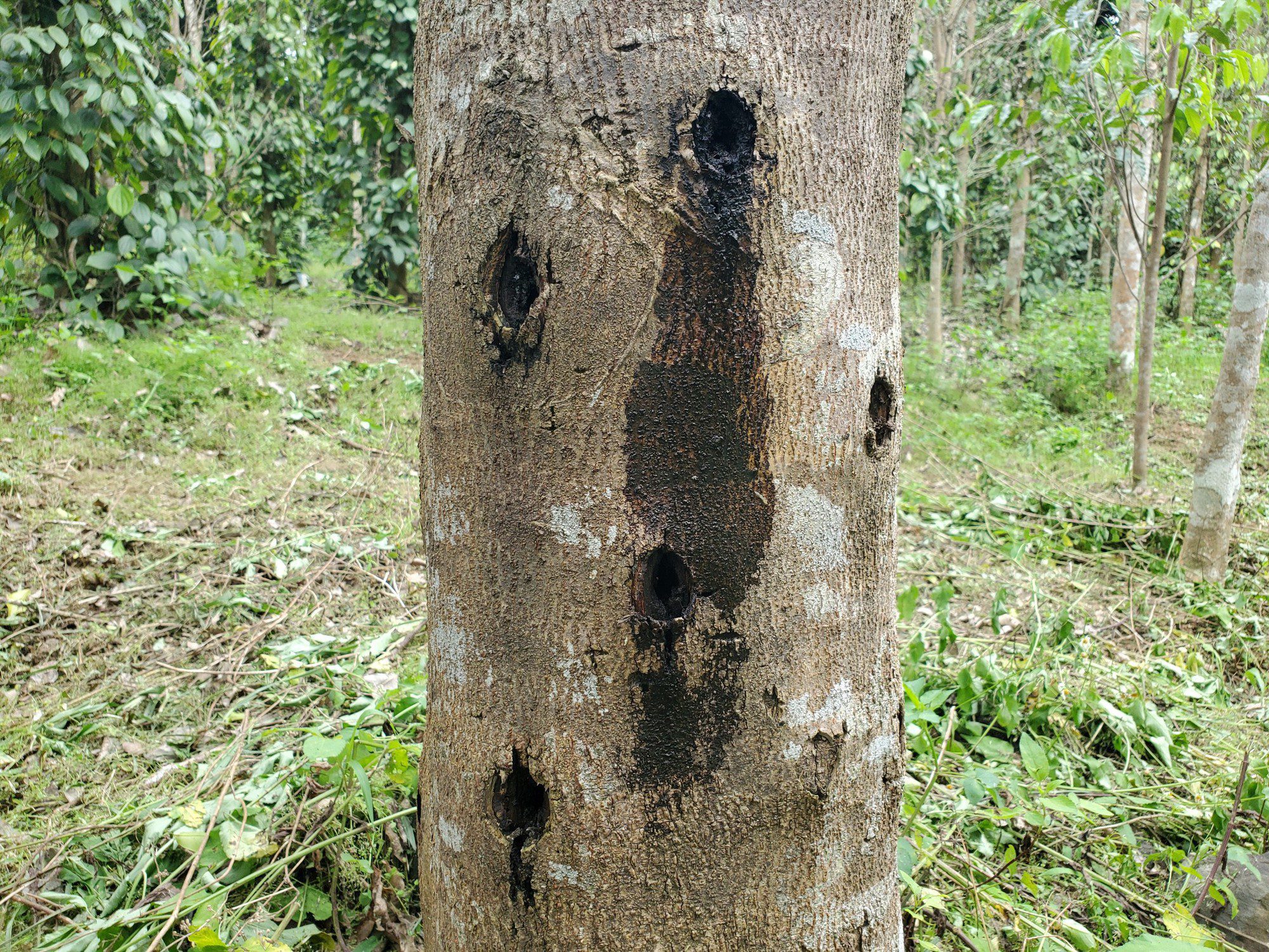 To produce artificial agarwood, people deliberately wound Aquilaria trees by drilling into the trunks and introducing fungi into the cuts, prompting the tree to form resin in response.