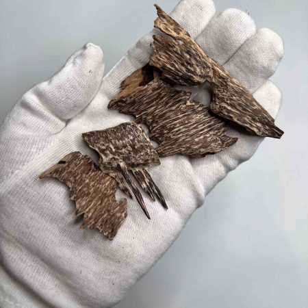 Small irregular striped wood pieces displayed in a white gloved hand