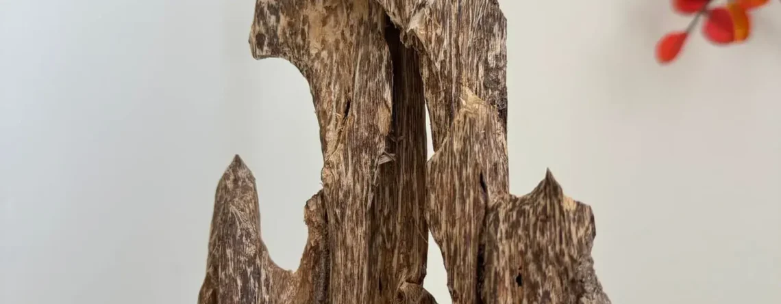 Their shape resembles an ant's nest.