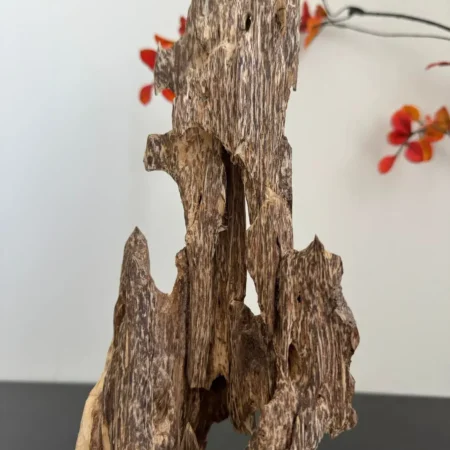 Their shape resembles an ant's nest.