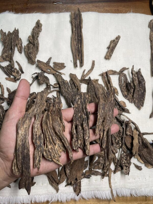 480696564_1177278817309410_2492150484840620767_n