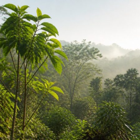 Young broad-leaf trees and layered green vegetation in a misty forest-edge setting