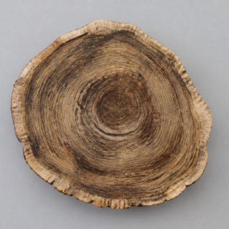 Single unlabelled wood cross-section on a plain pale gray surface