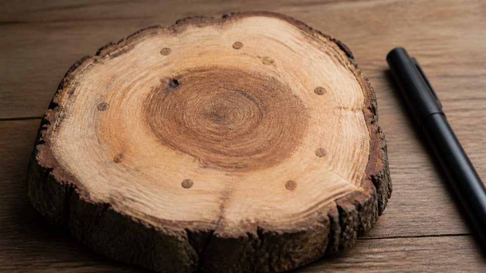 Tree cross-section with several small circular surface marks.